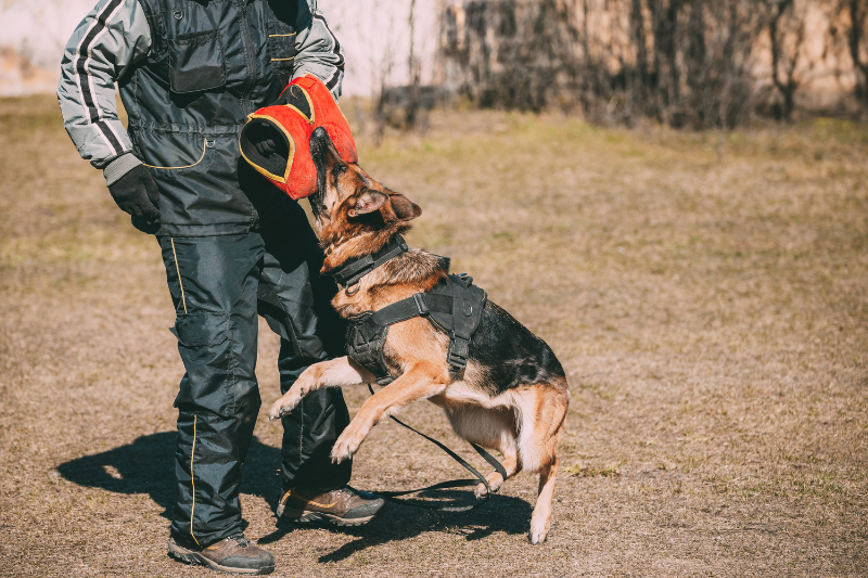 Dog bite injury - Emergency responder assisting an injured person in the forest - Mercer Legal Group services