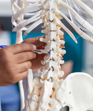 Doctor showing a spine model to a patient - Mercer Legal Group services